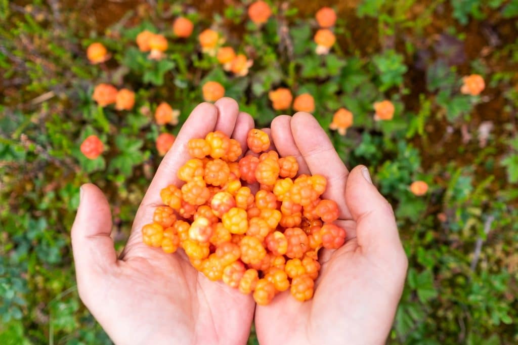 hands with picked cloudberries
