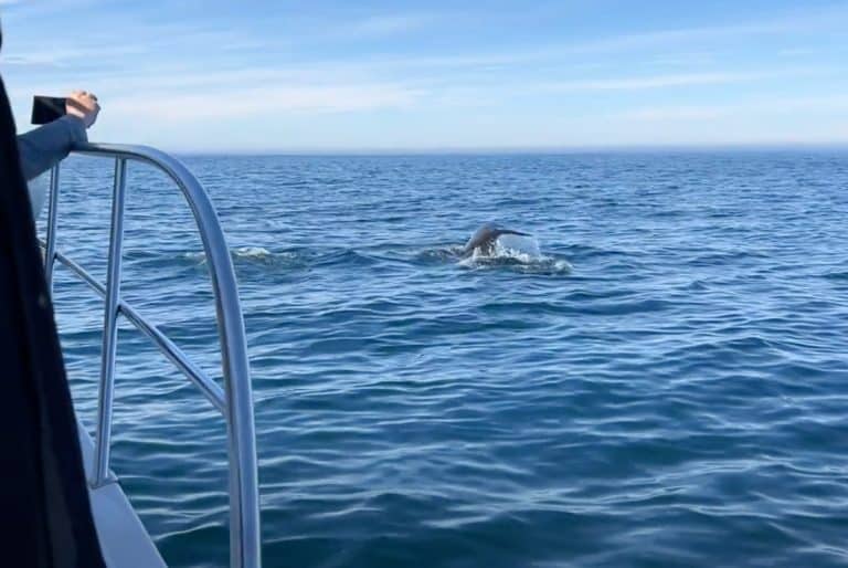 Watching a whale from a boat