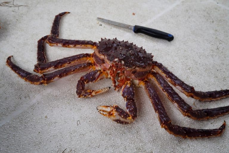 Catching-King-Crab-Barents-Adventure