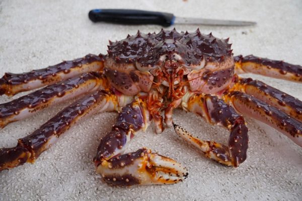 king crab closeup