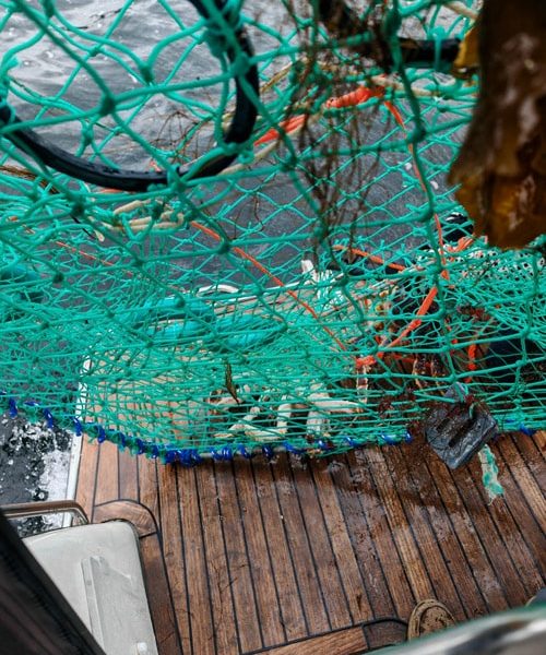 king crab cage pulledout of the water