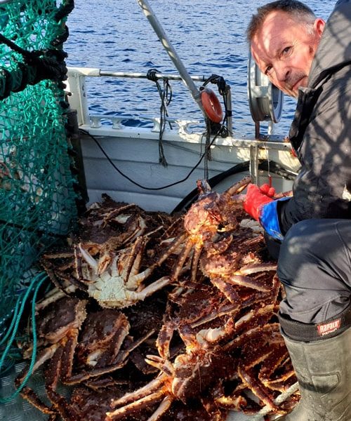 Jørn emptying king crab cage