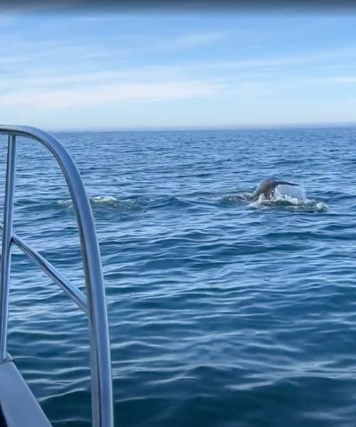whale watching