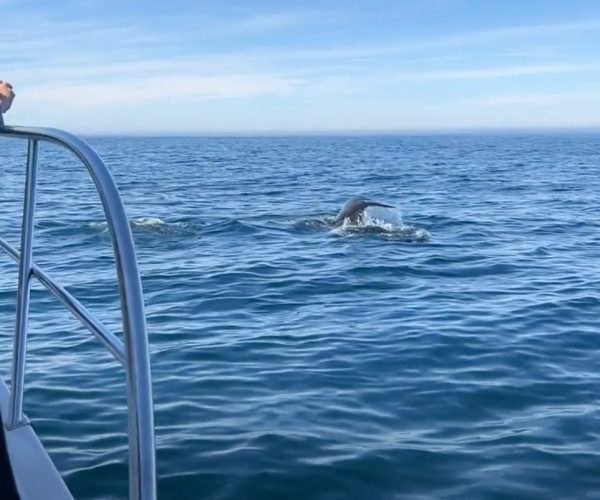 Watching a whale from a boat
