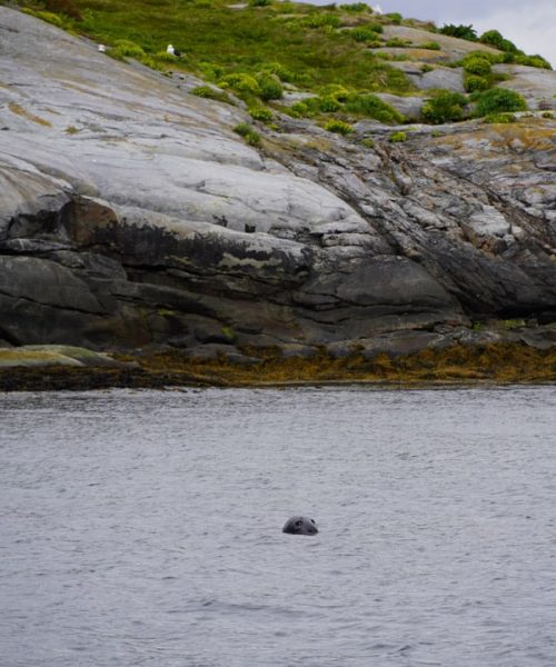 sealion looking out of the water